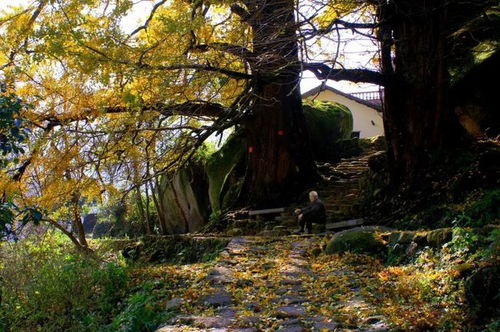 重磅 文旅部推出300條全國鄉(xiāng)村旅游精品線路之江西篇 建議收藏