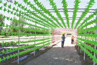 九龍?zhí)渡鷳B(tài)園 綠水青山間的振興之路，讓貧困戶成為旅游產(chǎn)業(yè)的最大受益者