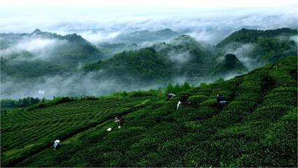 絲綢之路引領(lǐng)黔茶出山，貴定云霧貢茶落腳絲路起點(diǎn)